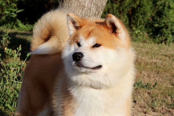 akita-head-kensha akita-head-kensha