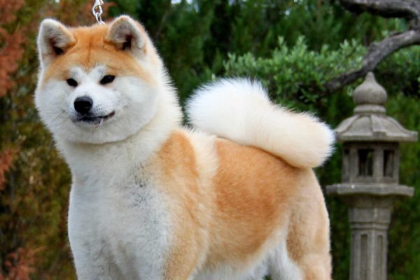 akita-male-kensha akita-male-kensha
