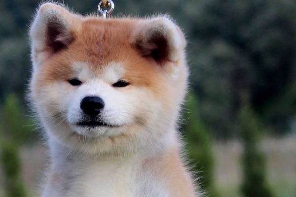 akita-puppie-face-3-kensha akita-puppie-face-3-kensha