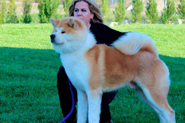 akita-silvia-kensha akita-silvia-kensha