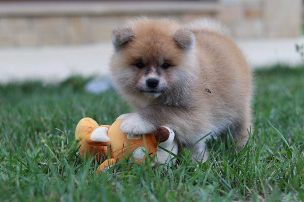 cachorro-akita-juego cachorro-akita-juego