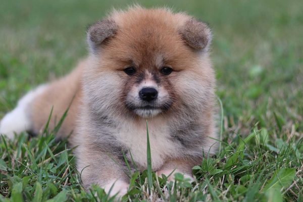 cachorro-akita-primer-plano cachorro-akita-primer-plano