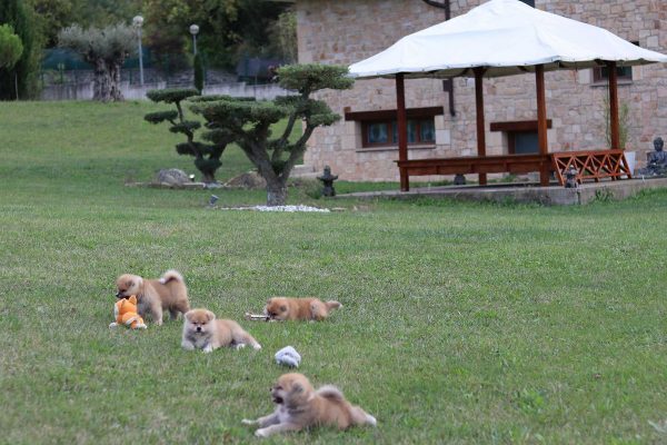 cachorros-akita-juegos cachorros-akita-juegos
