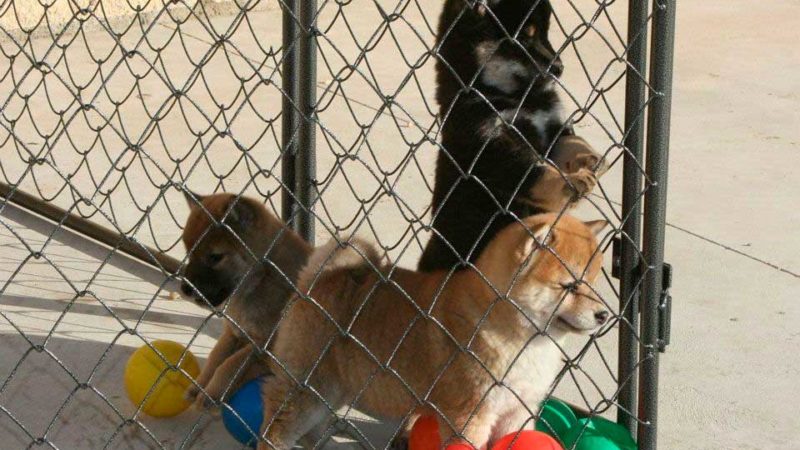 instalaciones-cachorros-exterior-2-kensha instalaciones-cachorros-exterior-2-kensha