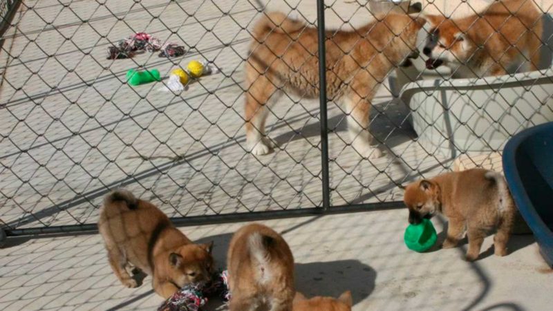 instalaciones-cachorros-exterior-kensha instalaciones-cachorros-exterior-kensha