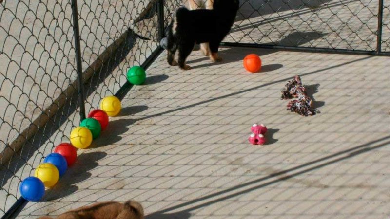 instalaciones-exterior-cachorros-kensha instalaciones-exterior-cachorros-kensha