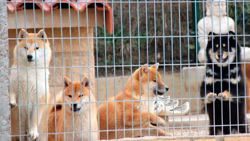 instalaciones-shibas-exterior-kensha instalaciones-shibas-exterior-kensha