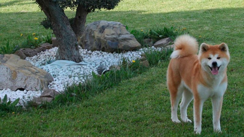kensha-akita-rojo-jardin kensha-akita-rojo-jardin