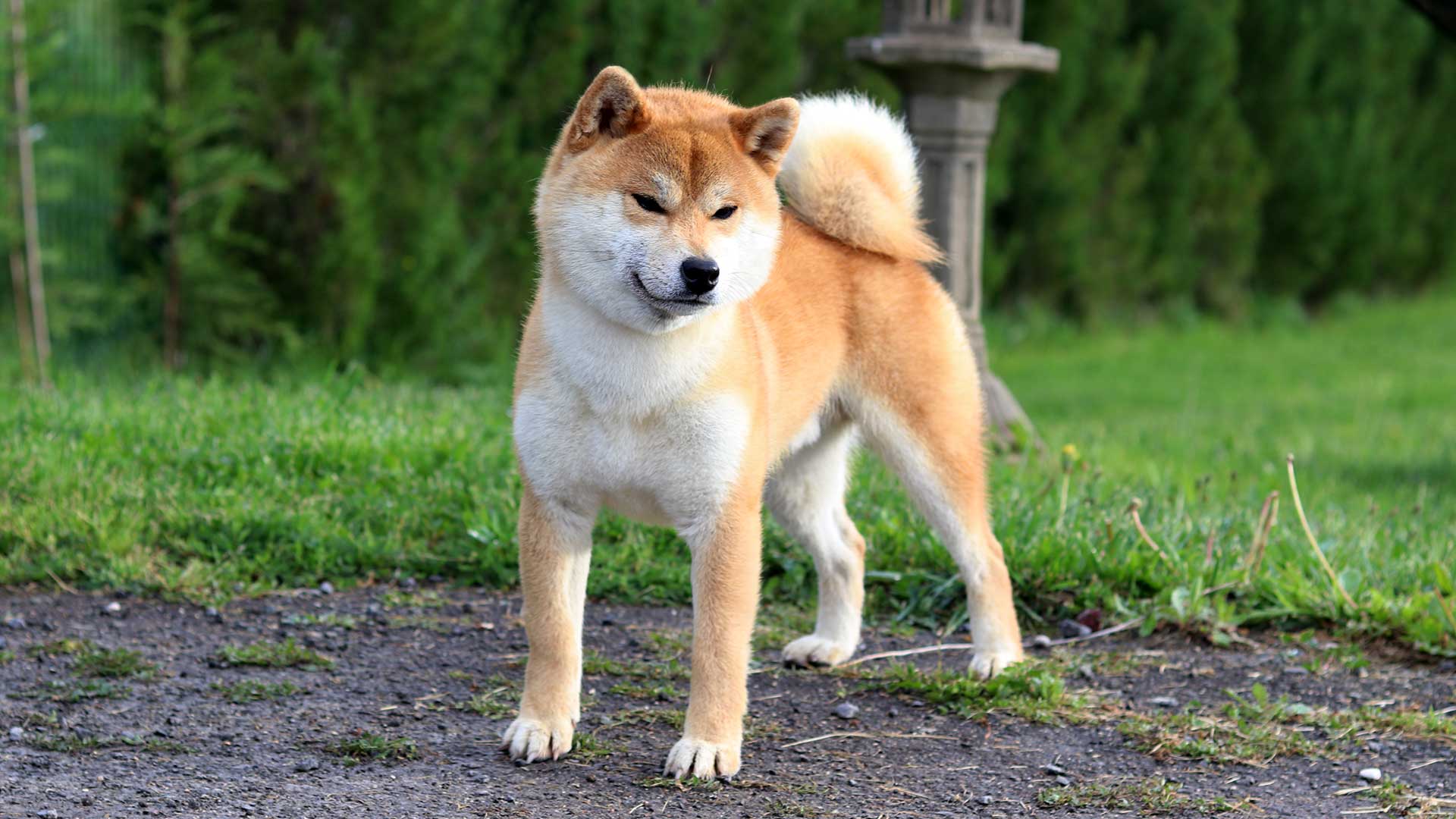 Nuestros Shibas - 🐕 Shun´You Kensha | Selección, cría y venta de Akita ...