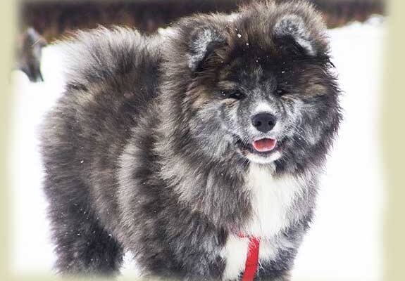 pelo-largo-atigrado-akita-kensha pelo-largo-atigrado-akita-kensha