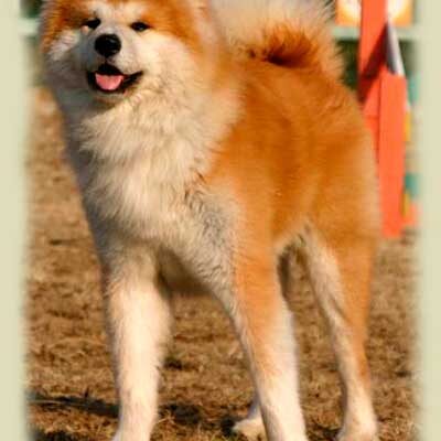 pelo-largo-rojo-1-akita-kensha pelo-largo-rojo-1-akita-kensha
