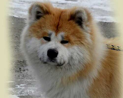 pelo-largo-rojo-2-akita-kensha pelo-largo-rojo-2-akita-kensha