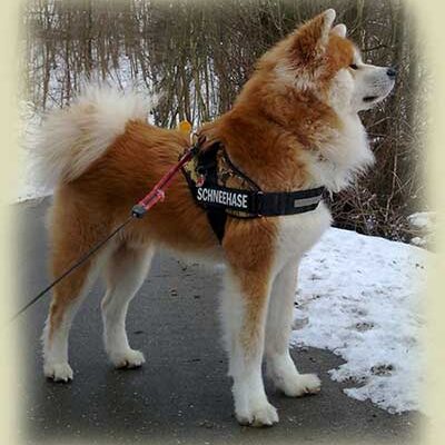 pelo-largo-rojo-akita-kensha pelo-largo-rojo-akita-kensha