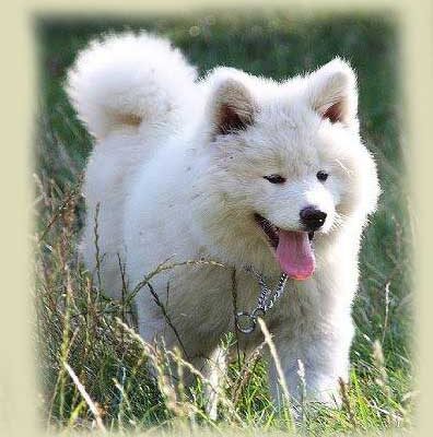 pelol-argo-blanco-akita-kensha pelol-argo-blanco-akita-kensha