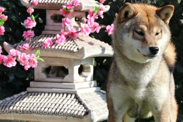 shiba-adult-front-kensha shiba-adult-front-kensha