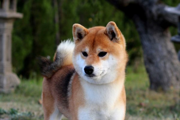 shiba-body-kensha shiba-body-kensha