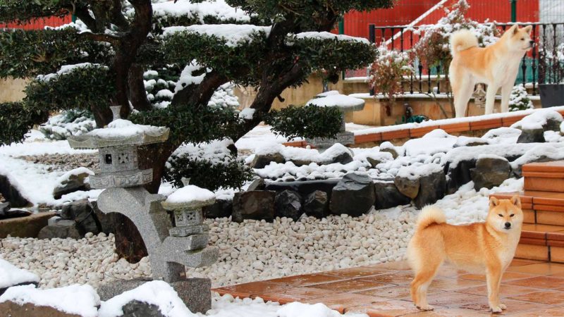 shibas-nieve-kensha shibas-nieve-kensha
