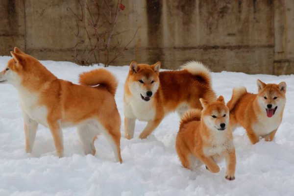 shibas-running-kensha shibas-running-kensha