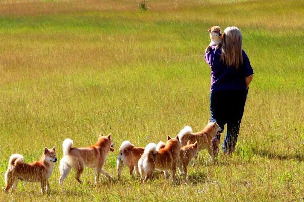 shibas-walking-silvia-kensha shibas-walking-silvia-kensha